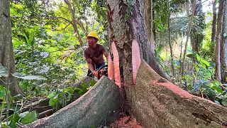 Penebangan Pohon Bayur Satu Abad !!