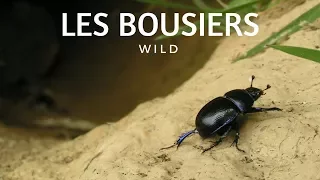 LA VIE DE MERDE DU BOUSIER