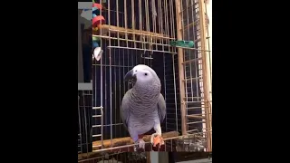 Свободу попугаю, свободу