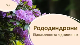 Як підкислювати та підживлювати рододендрони