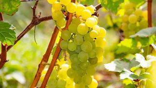 Сорта винограда для белых вин. Белоягодные сорта нашей коллекции