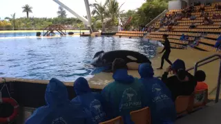 Кормление касатки шоу Лоро парк/ Loro Parque Tenerife