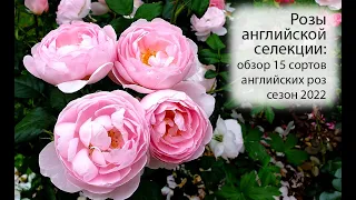 Розы английской селекции в саду: обзор 15 сортов английских роз, сезон 2022
