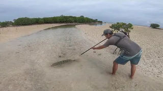 Menombak ikan di pantai bakau saat pasang surut pagi seruh banget