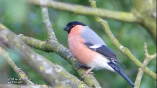 Gimpel (Eurasian bullfinch- Pyrrhula pyrrhula) Männchen