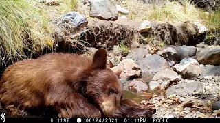 Black Bear Naps in Front of My Trail Camera