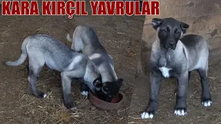 GÖRDÜĞÜM EN GÜZEL KARA KIRÇIL ÇOBAN KÖPEĞİ YAVRULARI BUNLAR OLABİLİR !! YAVRU KÖPEK , YAVRU KANGAL