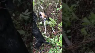 Bear hunting with dogs