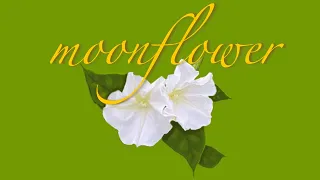 Moon flower, Night blooming flower