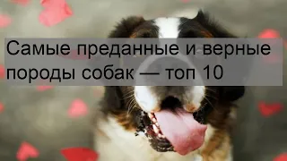 Самые преданные и верные породы собак — топ 10