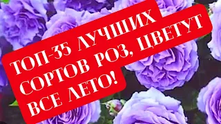 РОЗЫ. ТОП 35 - ЛУЧШИХ СОРТОВ РОЗ. ЦВЕТУТ ВСЁ ЛЕТО.