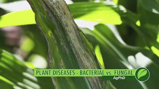 Plant Diseases-Bacterial vs. Fungal #1057 (Air Date 7-8-18)