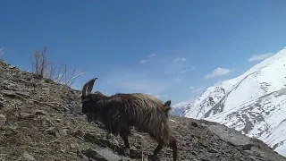 Exploring the Lifestyle and Routine of Mountain Goats and Ibexes"