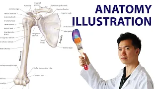 I Drew a Bone Anatomy Illustration like Netter Atlas of Human Anatomy | Medical Illustration