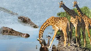 OMG!!! Giraffe Mother Took Her Child To River To Drink Water Was Ambush Destroy By Crocodile