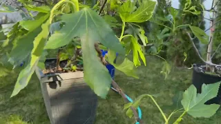 When And How To Put Your Container Figs Out