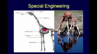 The Design of Animals - Chuck Missler