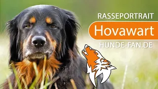 ► Hovawart [2019] Rasse, Aussehen & Charakter