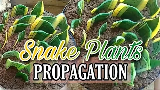 SNAKE PLANTS PROPAGATION IN SOIL AND WATER BY LEAF CUTTING | SANSEVIERIA PART I | Planting & Fixing💚