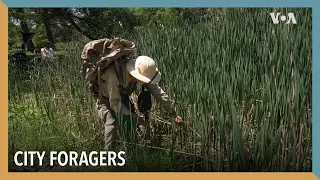 City Foragers | VOA Connect