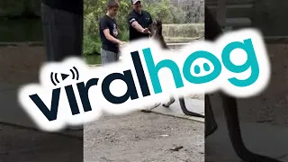 Kangaroo Tries To Box The Visitors || ViralHog