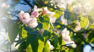 Необыкновенная Айва Цветёт весной | Футажи красивая природа 4K
