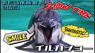 『おたる水族館』イルカショー！上からも下からもショータイム