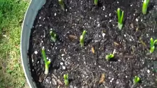 How To Regrow Green Onions