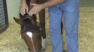 Horse Massage: Releasing Tension in the Poll using the Masterson Method®