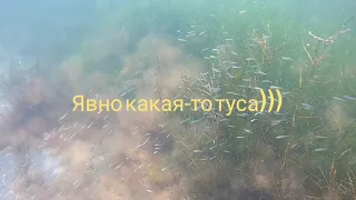 Ныряем в Донузлав!🦀🐟🦪