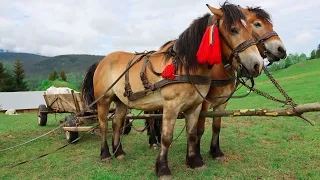 The transition of sheep to the highlands. Hutsuliki horses help to transport inventory