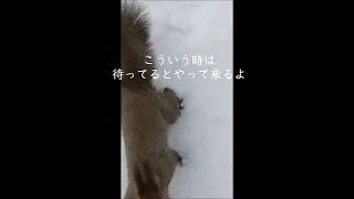 人懐こいリス