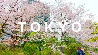 TOKYO Cherry Blossoms 2019 | Imperial Palace - 4K 50fps