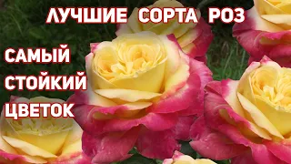 4 РОЗЫ - настоящие шедевры среди чайно-гибридных сортов! Это одни из лучших сортов моей коллекции!