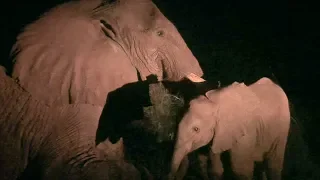 Baby Elephant Tries To Help Dying Mother  | This Wild Life  | BBC Earth