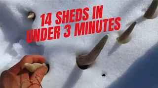 14 Sheds 3 Minutes | Shed Antler Hunting | Big Whitetail Buck |