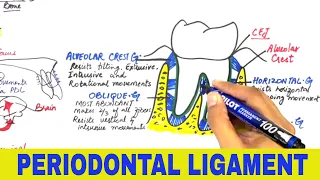 Periodontal Ligament - Overview