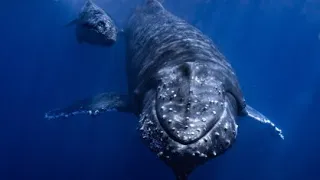【決定的瞬間】クジラ親子と大接近！！in沖縄