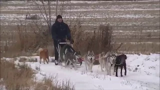 Тренировка ездовых собак