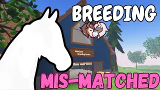TRYING TO BREED A *MIS MATCHED* HORSE | Wild Horse Islands