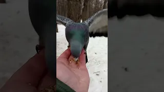 Голубь не хочет улетать / The pigeon doesn't want to fly away