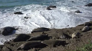 Elephant Seal Vista Point, San Simeon CA |  Excellent place to visit 2021