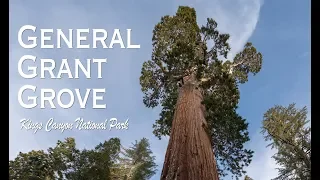 Exploring General Grant Grove in the Winter: Sequoia & Kings Canyon National Park