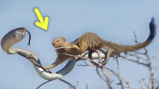 It's the Poison Snake Killers! Incredible events caught on camera