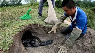 3 Best Video Catch Snake By Hand | 2 Brave Hunters Confront 100 Dragon Snakes