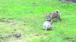 Кролики дерутся между собой