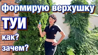 Формирую верхушку туи. Зачем? Когда? Как? На примере Туи Смарагд