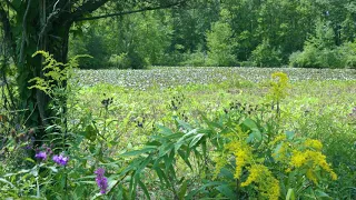 Relaxing Meadow with Ambient Nature Sounds - 2 Hour Ambient Soundscape - For Sleep & Relaxation