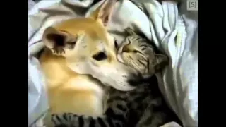 Дружба кошек и собак  Трогательное видео дружбы и милые приколы с кошками и собаками