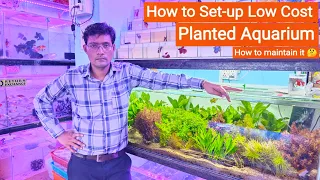 How to Set up Planted Aquarium at Low Cost 🤔 || Planted fish tank, Pari Aquarium, Kurla fish Market